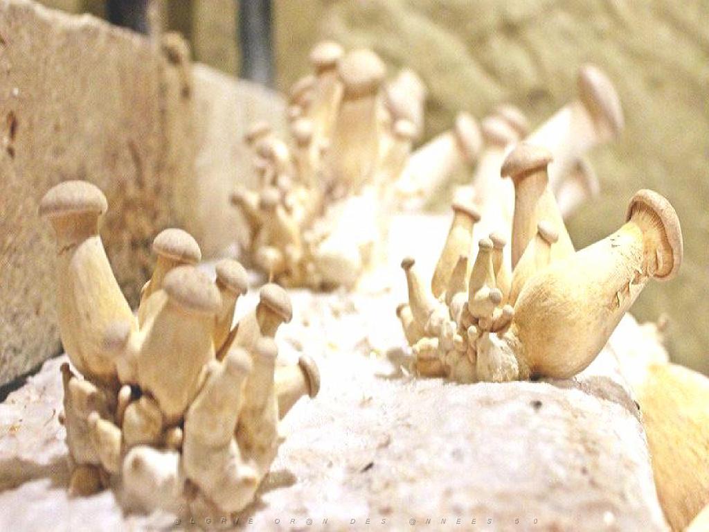 149 MUSEE DU CHAMPIGNON A  SAUMUR 2016 2_000004.jpg